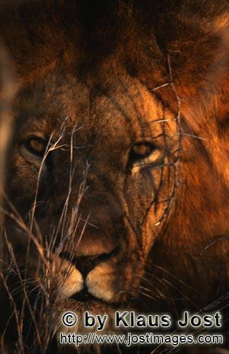 African Lion/Panthera leo        Head portrait of African lion         Shortly before sunrise – it