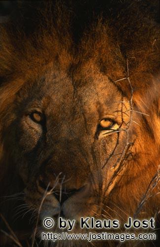 African Lion/Panthera leo        Lion portrait         Shortly before sunrise – it was the day bef