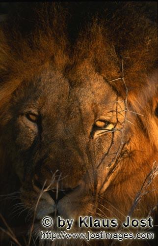 African Lion/Panthera leo        Male lion in the early morning        Shortly before sunrise – it