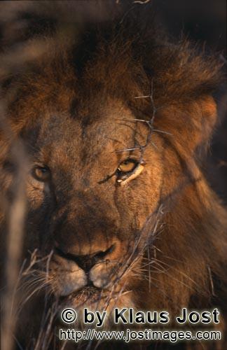 African Lion/Panthera leo        Male lion Lion at dawn        Shortly before sunrise – it was the