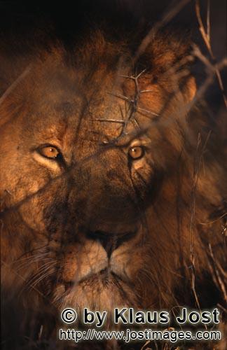 African Lion/Loewe/Panthera leo        Striking Lion face         Shortly before sunrise – it was 