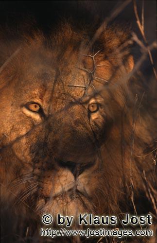 African Lion/Panthera leo        Expressive lion eyes         Shortly before sunrise – it was the 