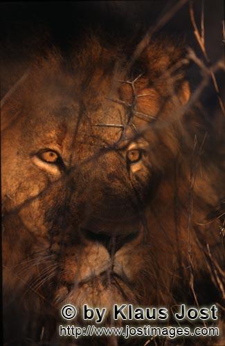 African Lion/Panthera leo        Amber lights the Lion Eyes        Shortly before sunrise – it was
