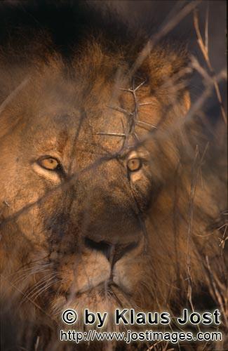African Lion/Panthera leo        Male lion         Shortly before sunrise – it was the day before 