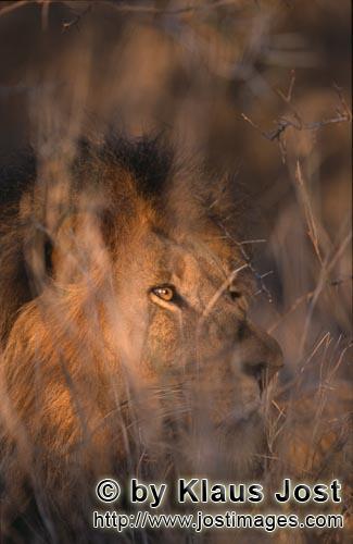 African Lion/Loewe/Panthera leo        African Lion behind brambles         Shortly before sunrise 