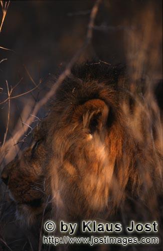 African Lion/Panthera leo        Lion ear        Shortly before sunrise – it was the day before my