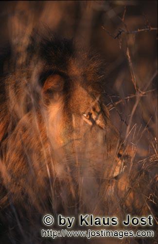African Lion/Panthera leo        African lion camouflaged in the thicket         Shortly before sunr