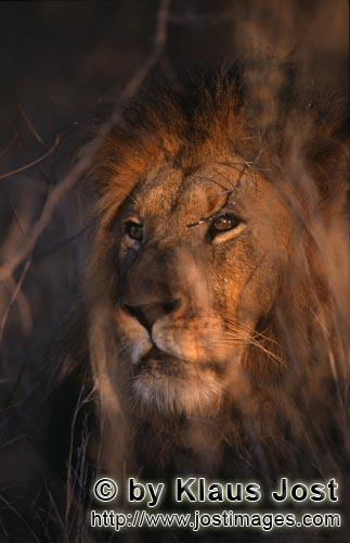 African Lion/Panthera leo        Mysterious lion in the African bush        Shortly before sunrise 