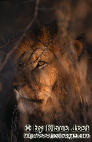 African Lion/Panthera leo        Male lion in the bush        Shortly before sunrise – it was the 