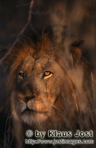 African Lion/Panthera leo        African Lion in the Bush         Shortly before sunrise – it was 