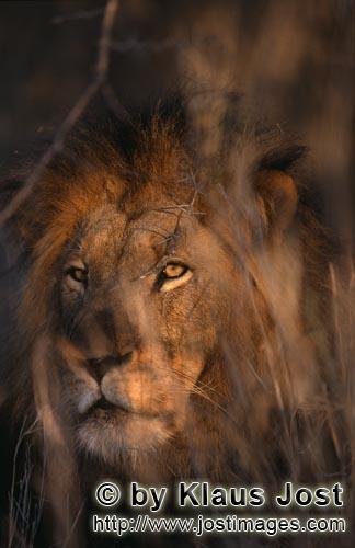 African Lion/Panthera leo        Mysterious Male lion in the Bush         Shortly before sunrise –