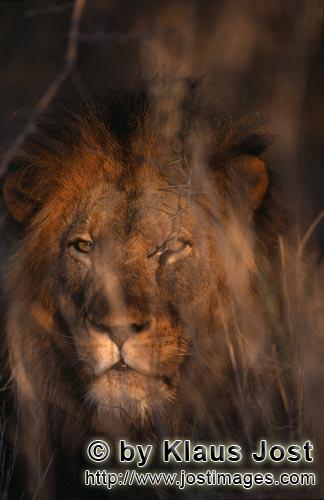 African Lion/Panthera leo        African Lion in dense bush        Shortly before sunrise – it was