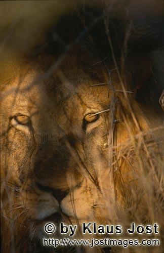 African Lion/Panthera leo        Lion eyes light up from the Bush        Shortly before sunrise – 