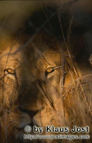 African Lion/Panthera leo        Lion portrait at the beginning of the day        Shortly before sun