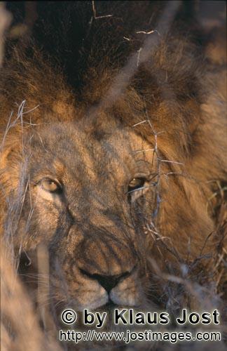 African Lion/Panthera leo        African lion surrounded by thorns        Shortly before sunrise –