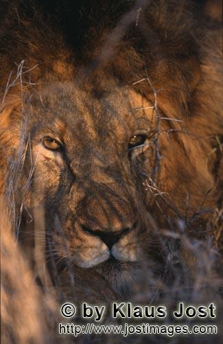 African Lion/Loewe/Panthera Leo        Bright amber-colored lion eyes        Shortly before sunrise 