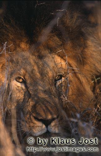 African Lion/Loewe/Panthera leo      Unergruendliche Loewenaugen   Male lion    <br