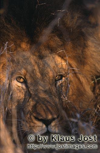 African Lion/Loewe/Panthera leo      Fixierende bernsteinfarbene Loewenaugen   Male lio