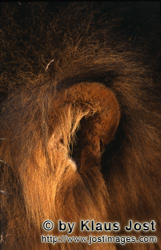 African Lion/Panthera leo        Lion ear         Shortly before sunrise – it was the day before m