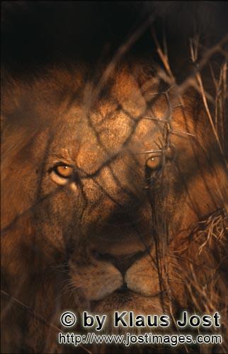 African Lion/Loewe/Panthera leo        Male lion         