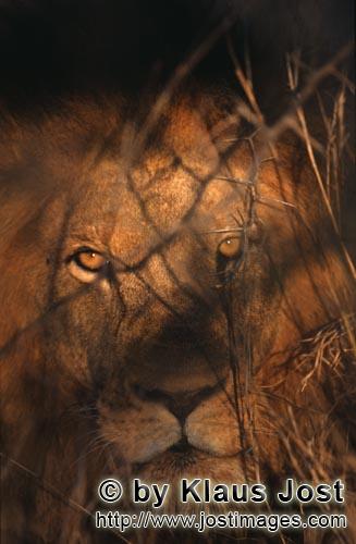 African Lion/Panthera leo        Bright amber-colored lion eyes        Shortly before sunrise – it
