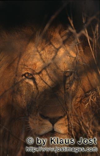 African Lion/Loewe/Panthera leo        Male lion         Shortly before sunrise – it was the day 