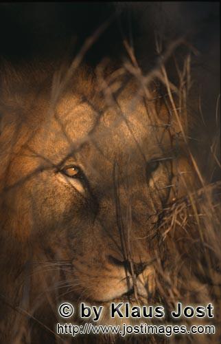 African Lion/Panthera leo        Nothing escapes the eye of the lions        Shortly before sunrise 