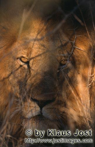 African Lion/Loewe/Panthera leo        Male lion         Shortly before sunrise – it was the day b
