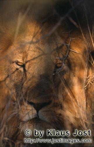 African Lion/Loewe/Panthera leo        Male lion         Shortly before sunrise – it was the day b