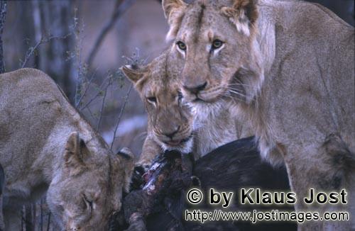 African Lion/Loewe/Panthera leo        Female African lions         