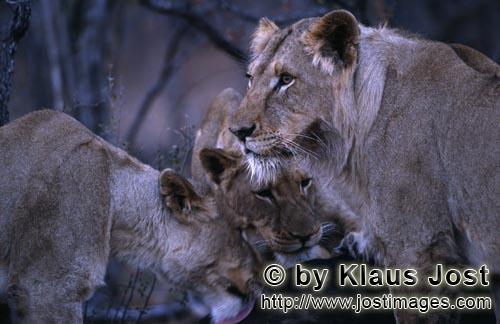 African Lion/Loewe/Panthera leo        African female lions         