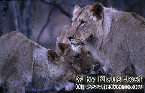 African Lion/Loewe/Panthera leo        Female african lions         