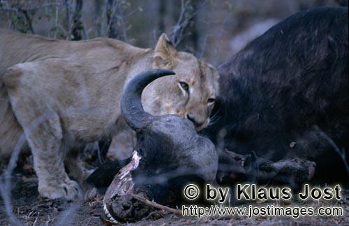 African Lion/Panthera leo        African lioness has killed a buffalo         