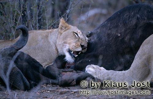 African Lion/Panthera leo        African Lions on prey animal         Shortly before sunrise – it