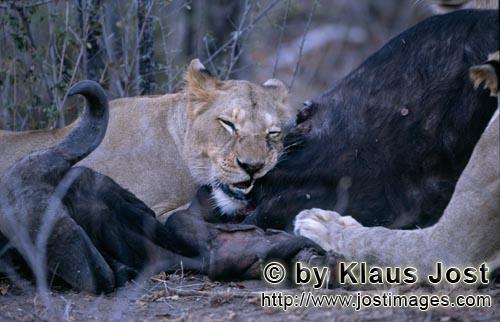 African Lion/Loewe/Panthera leo        The prey of the lions             
