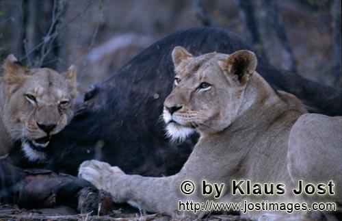 African Lion/Panthera leo        A buffalo is the prey of lionesses         Shortly before sunrise 