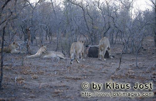 African Lion/Loewe/Panthera leo        African lions prey in the dry bush         