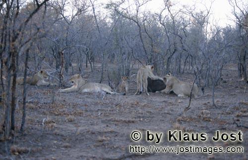 African Lion/Loewe/Panthera leo        African lion         