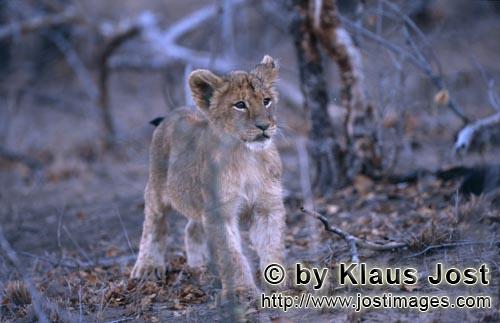 African Lion/Loewe/Panthera leo        Young african lion         