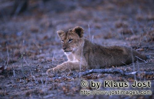 African Lion/Loewe/Panthera leo        Young Lion resting             