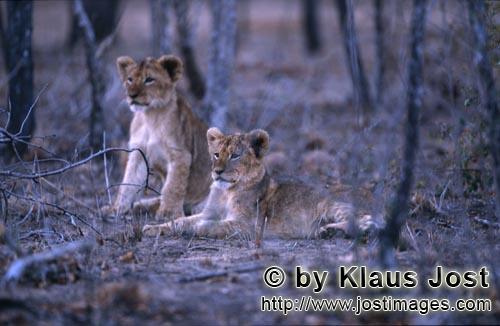 African Lion/Panthera leo        African lion cubs            