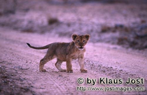 African Lion/Panthera leo        African lion cub in the evening light            