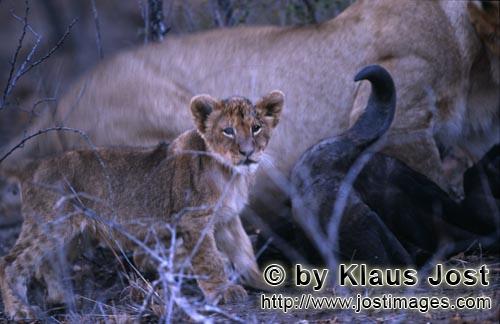 African Lion/Loewe/Panthera leo        Young Lion at the Buffalo prey             