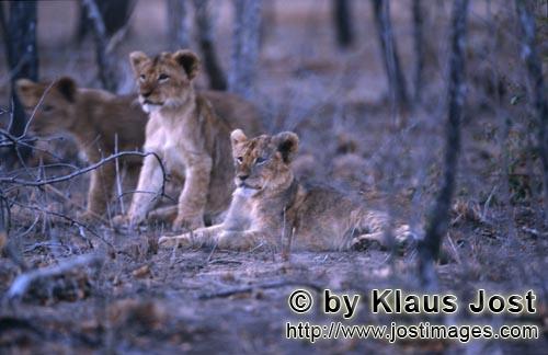 African Lion/Loewe/Panthera leo        Young lions in the dry bush             