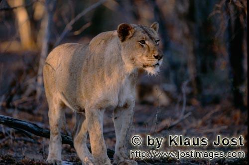 African Lion/Panthera leo        Female african lion in the evening light             