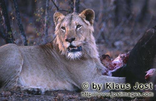 African Lion/Panthera leo            Surprised Female african lion at the prey             