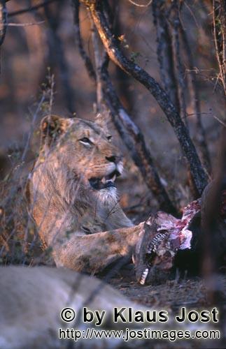 African Lion/Loewe/Panthera leo        African lion     Loewin beim Fressen            Seit langer Zeit hat es 
