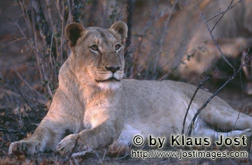 African Lion/Loewe/Panthera leo        Female african lion             