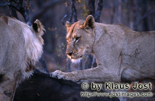 African Lion/Panthera leo        Two Female African lions at a hunted buffalo 