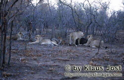 African Lion/Loewe/Panthera leo        African lions after a successful hunt            